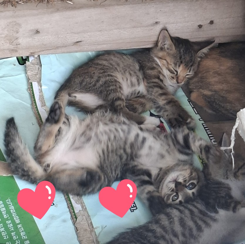 댓노착석요(0)