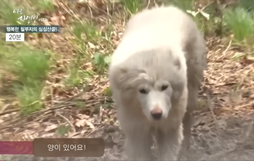 아침부터 잠지글이 있네요(0)