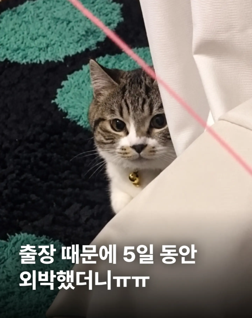 ㅋㅋㅋㅋㅋㅋ개귀엽네(0)