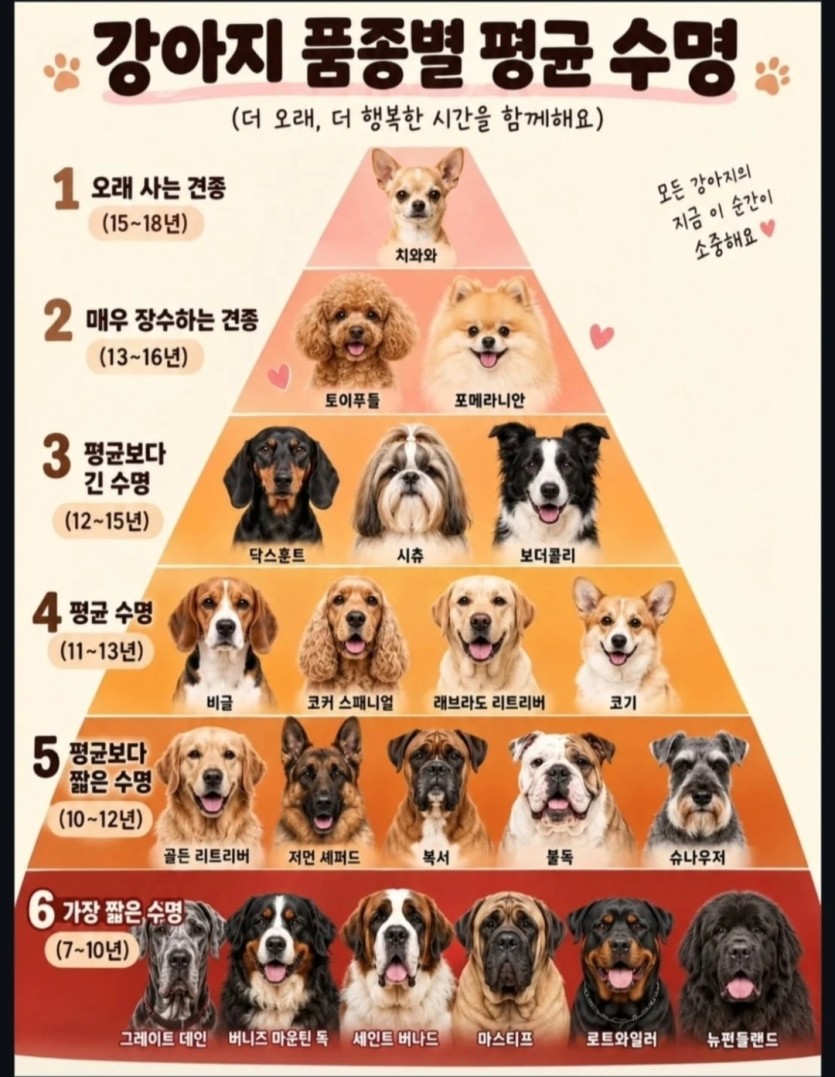 개와 고양이 평균 수명!(0)