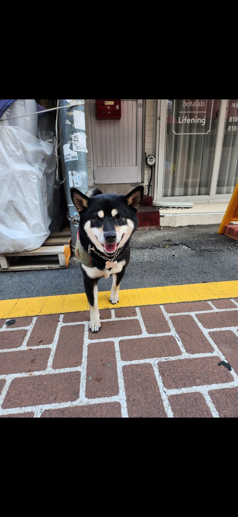 후꾸님 강아지 닮은견 ㅅㅅ(0)