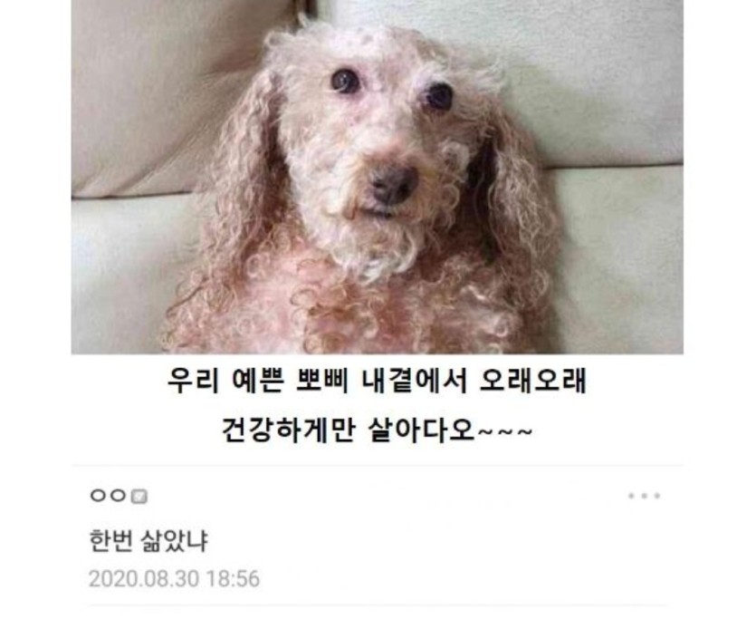 뽀삐 근황아시는분 계신가요???(0)