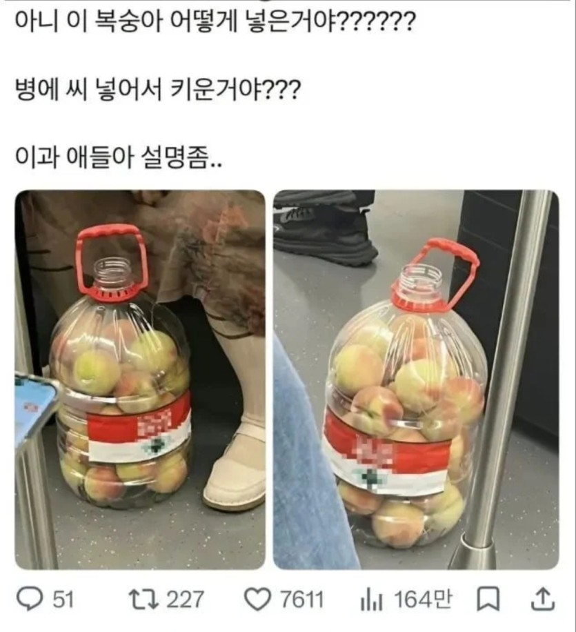 복숭아 어떻게 넣은거여?(0)