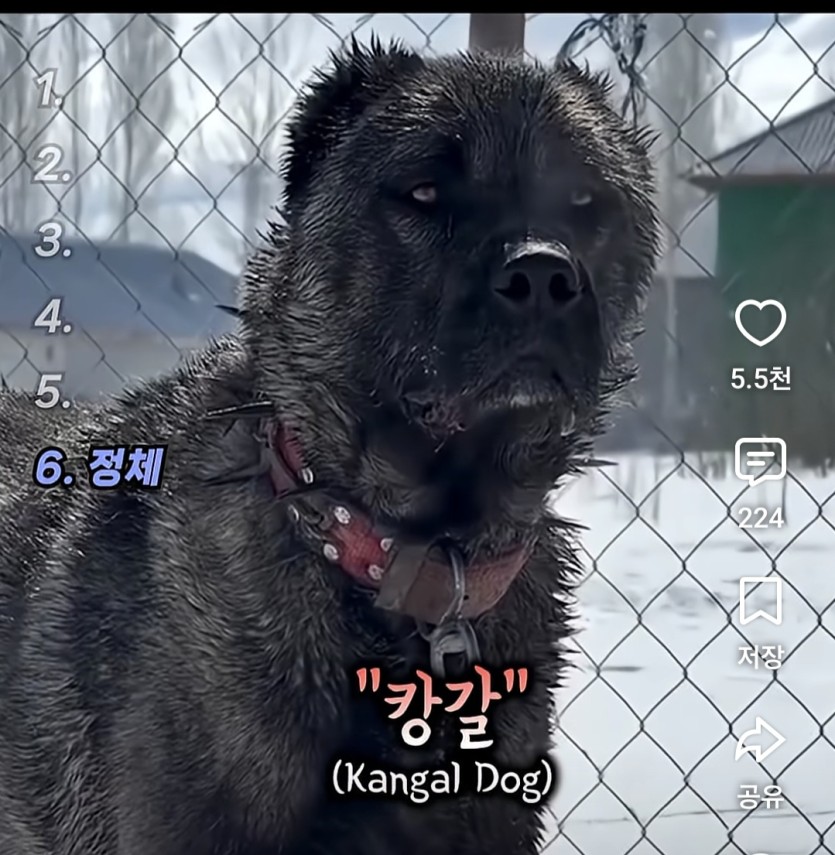 강아지 이쁘다고 함부로키우면 줘때는이유(1)