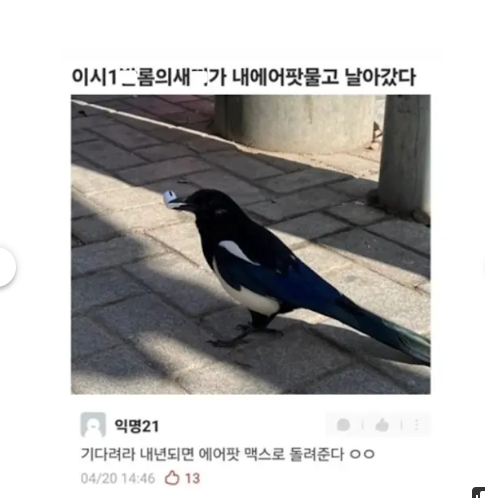 에어팟 물어간 제비(0)