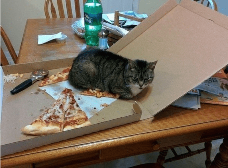 아니 진짜 무슨 고양이가 피자 위에서 자(1)