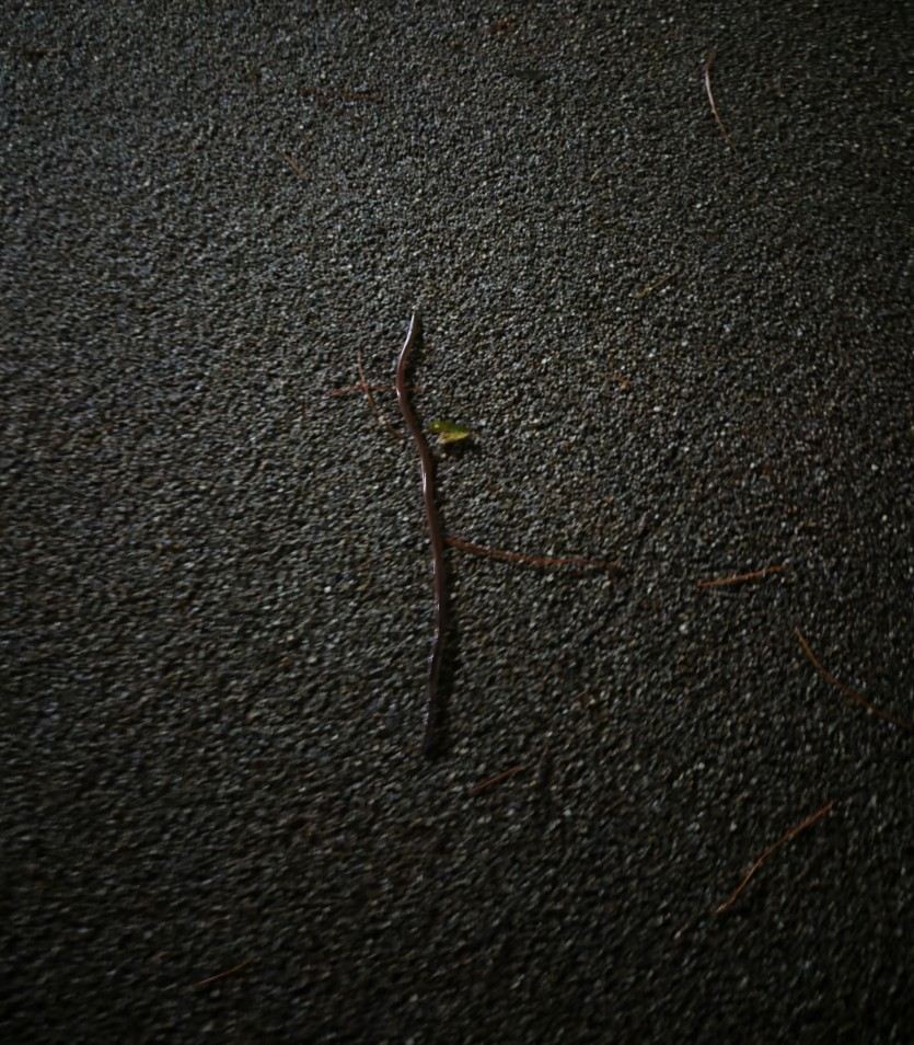 지렁이도(0)