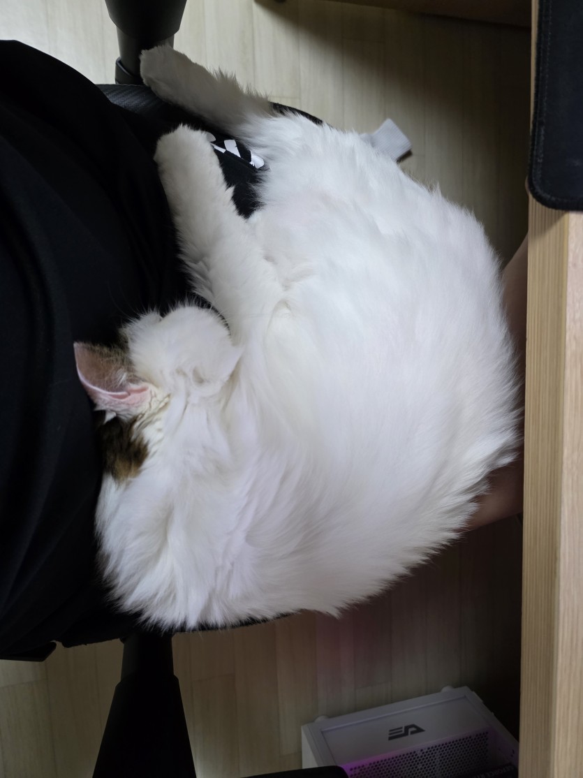 아기냥이(0)