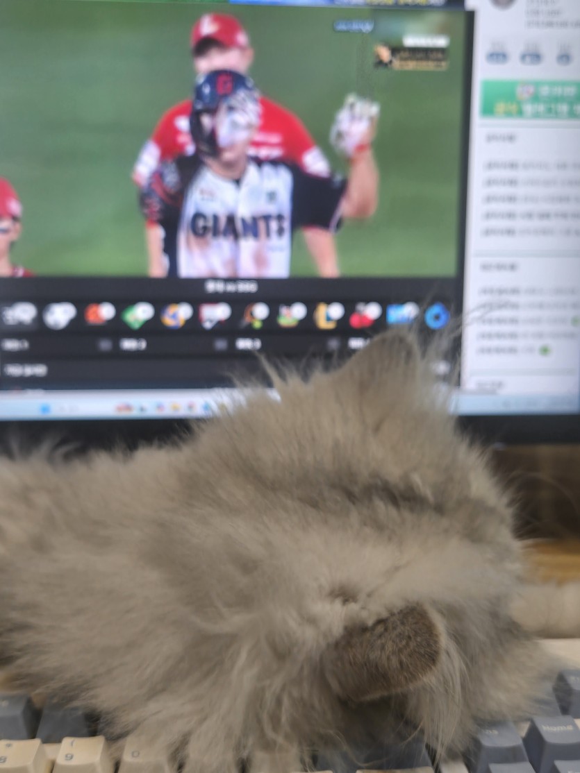 개꼴데 대역전 ㄷㄷㄷㄷㄷㄷㄷ(0)