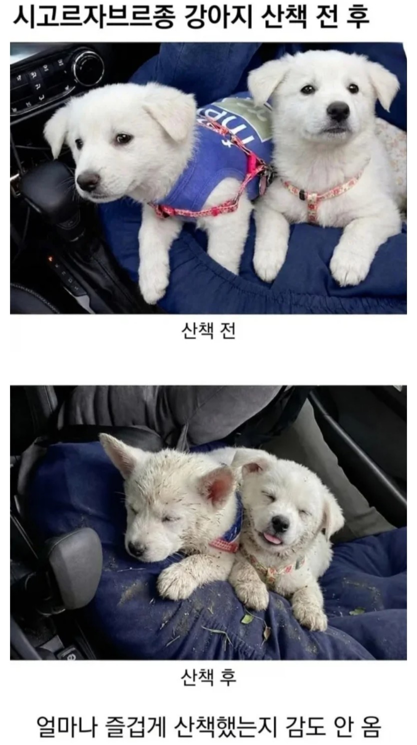 산책 전 후(0)