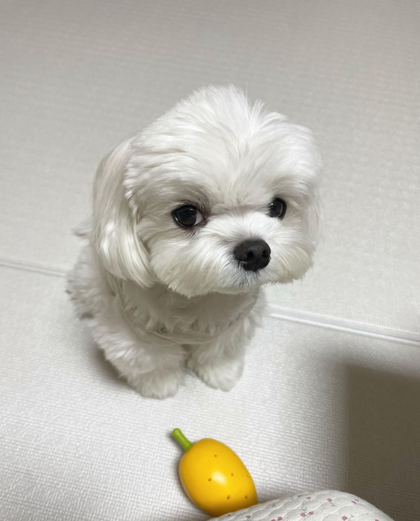 원래 돌발 놓치면 안되는데(0)