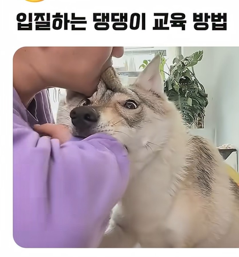 무는 강아지 훈련법ㄷㄷㄷㅋㅋㅋㅋ(0)