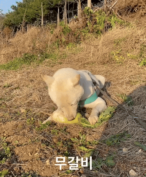 전설의 무벤투스(0)