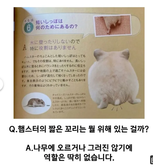 하찮아서 귀엽네 ㅋㅋㅋ(0)