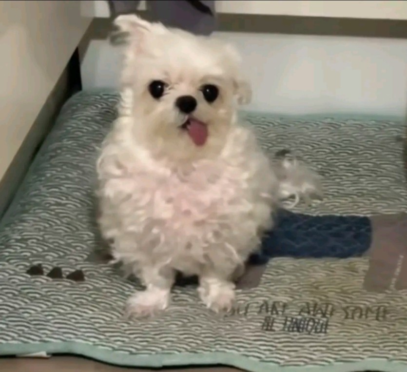 사돌 대기합니다.(0)