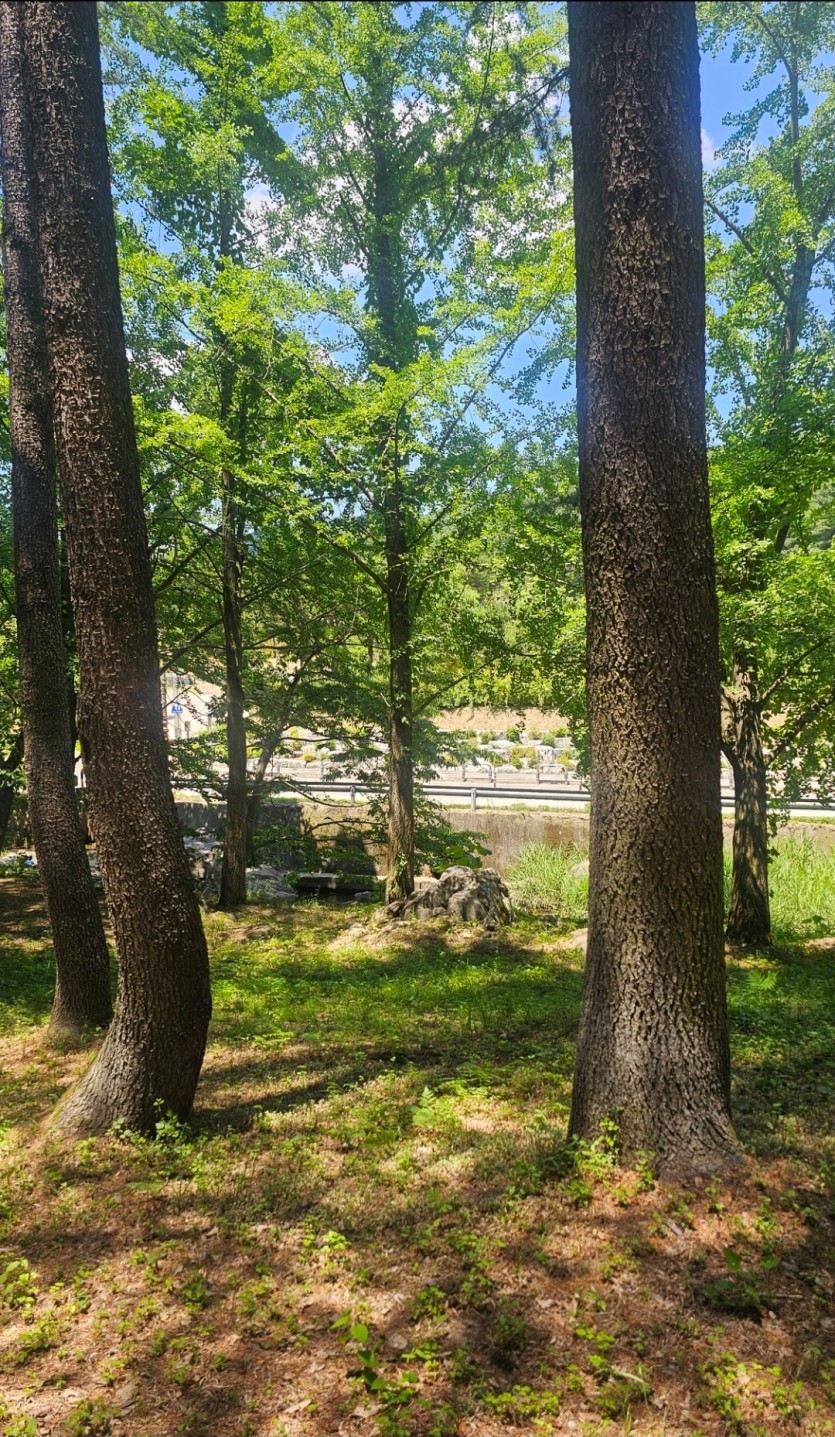 산책 한바리 땡깁니다!!(0)