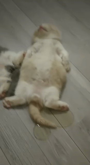 [속보] 'GOAT' 르브론, 필라델피아 간다!(0)