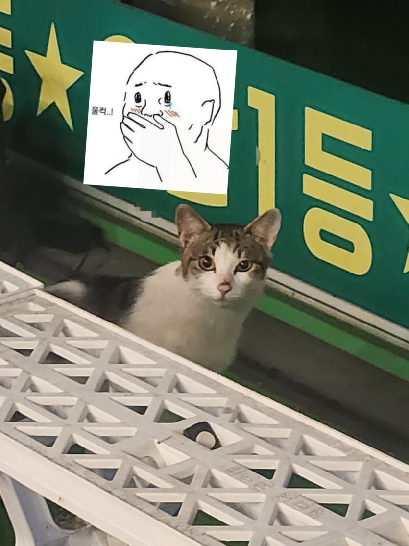 길고양이 포착(0)