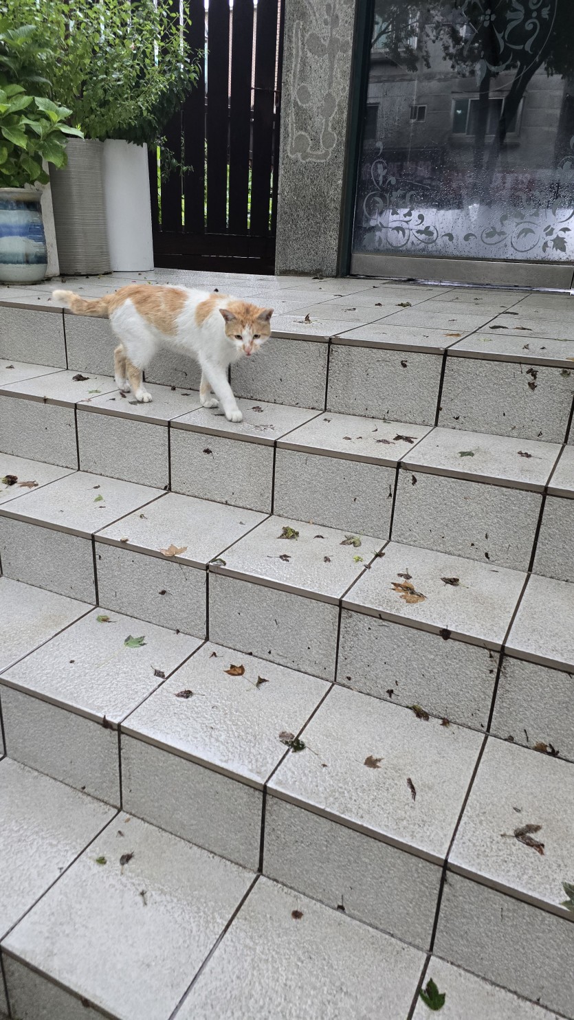고양이만났네요(0)
