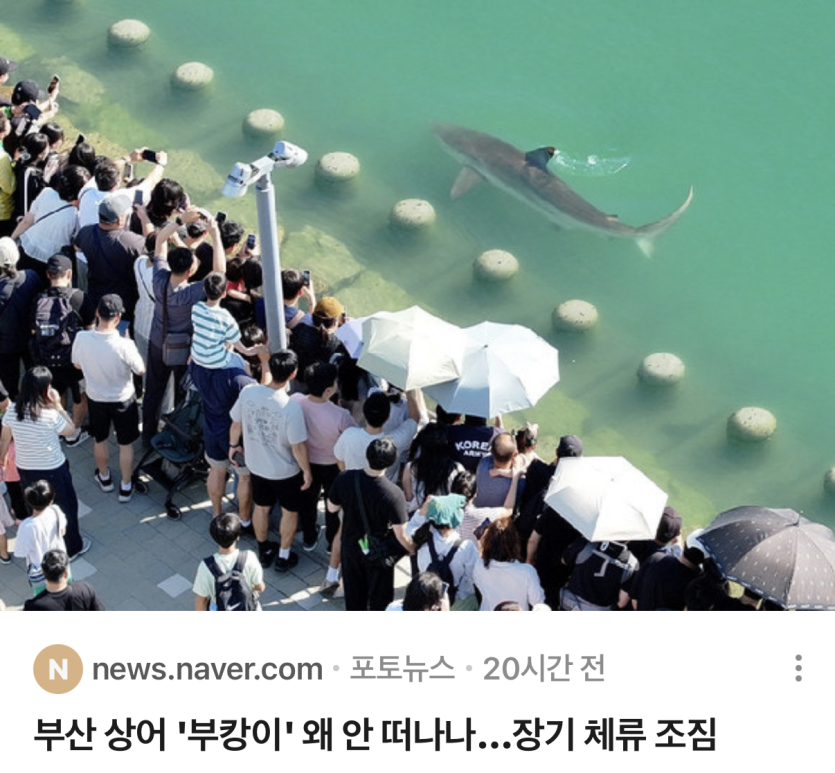 근데 부캉이는 뭐 먹고 사나요(0)