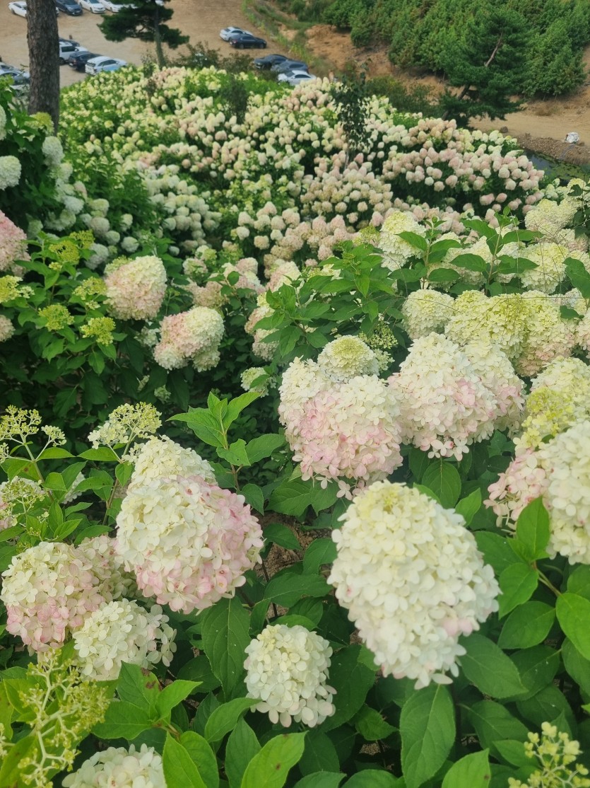 수국축제왔으요 ㅅㅅㅅ(0)