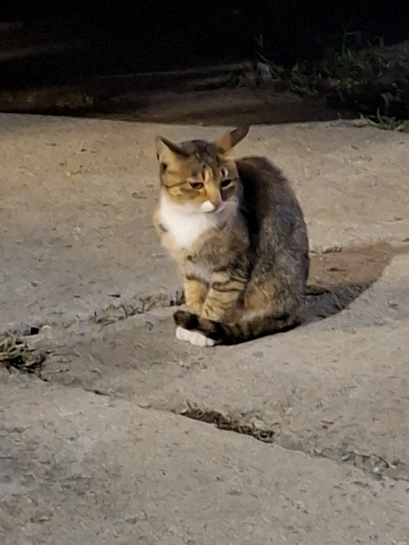 뜨샤갈겨요(0)