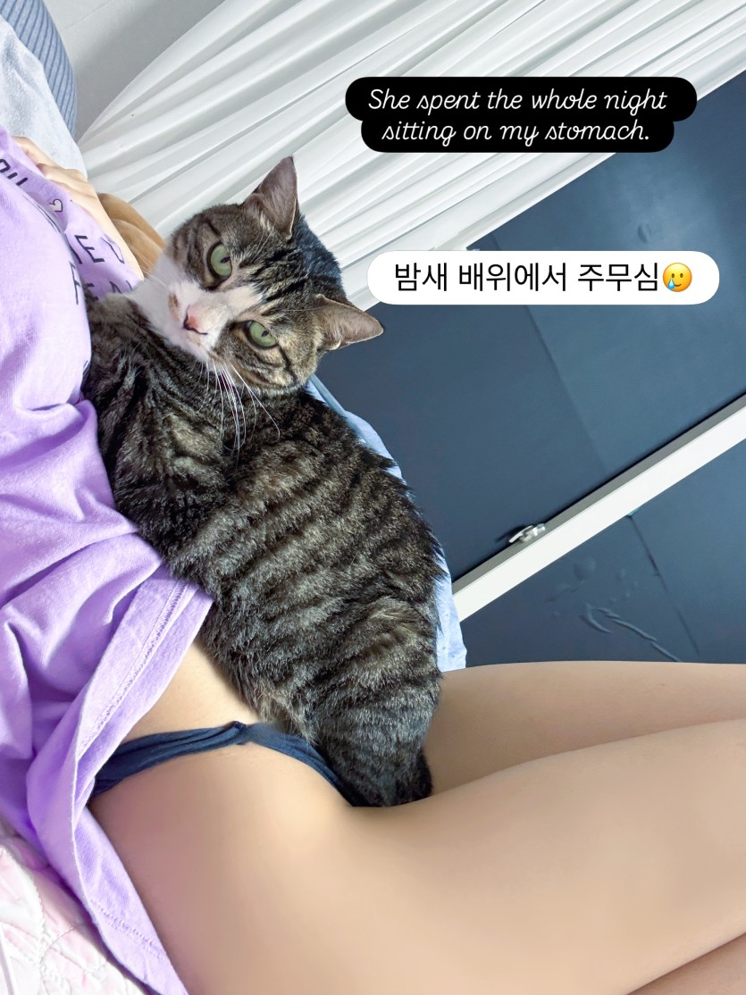 고양이들은 진짜 묘한 매력이 있어요(0)