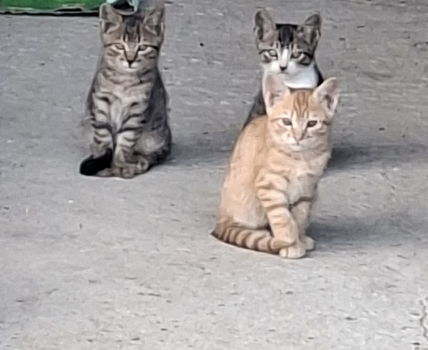 또 비꾸인가요(0)