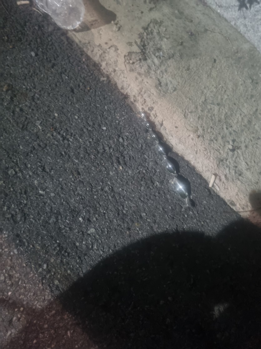 산채기중인데 ㄷㄷ(0)