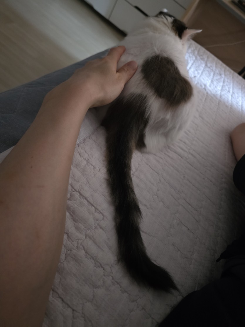 고양이꼬리가 너무기네요(0)
