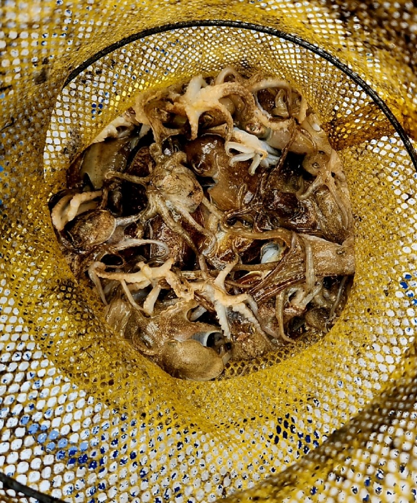 쭈꾸미. 힐링(3)
