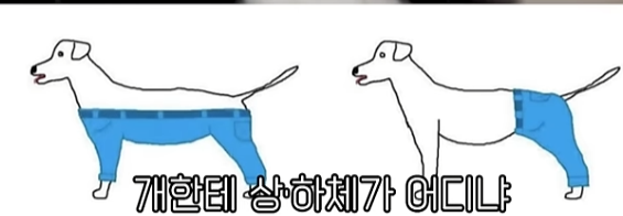 개의 상체는(0)