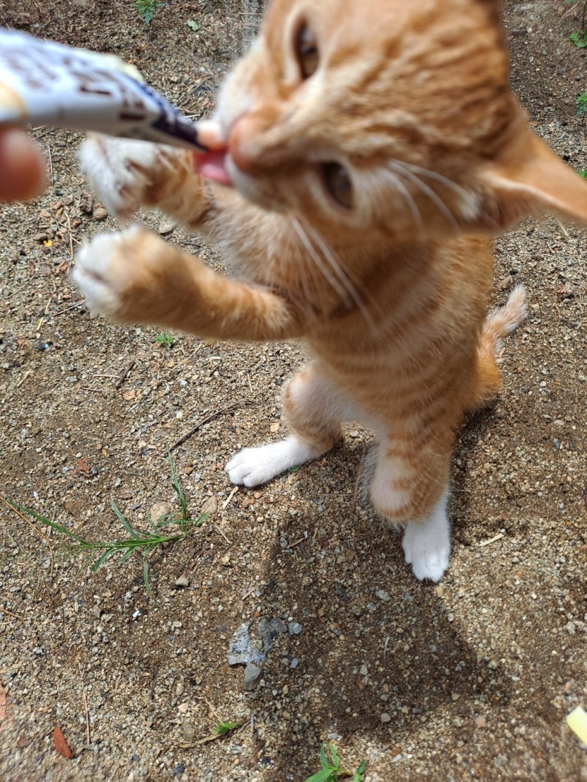환장하는냥(0)