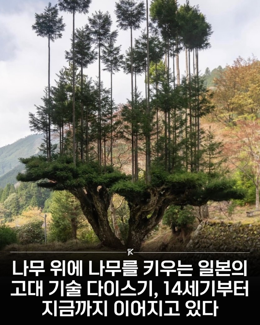 섬숭이들 재주 좋네 ㄷㄷㄷ(0)