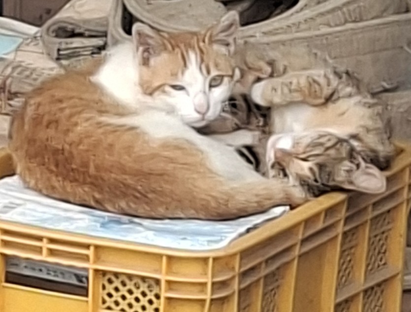 동물친구 관리합니다.(0)