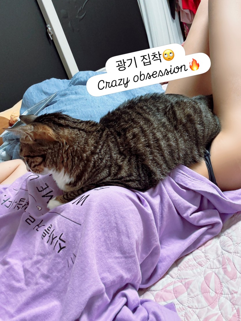 고양이들은 진짜 묘한 매력이 있어요(1)