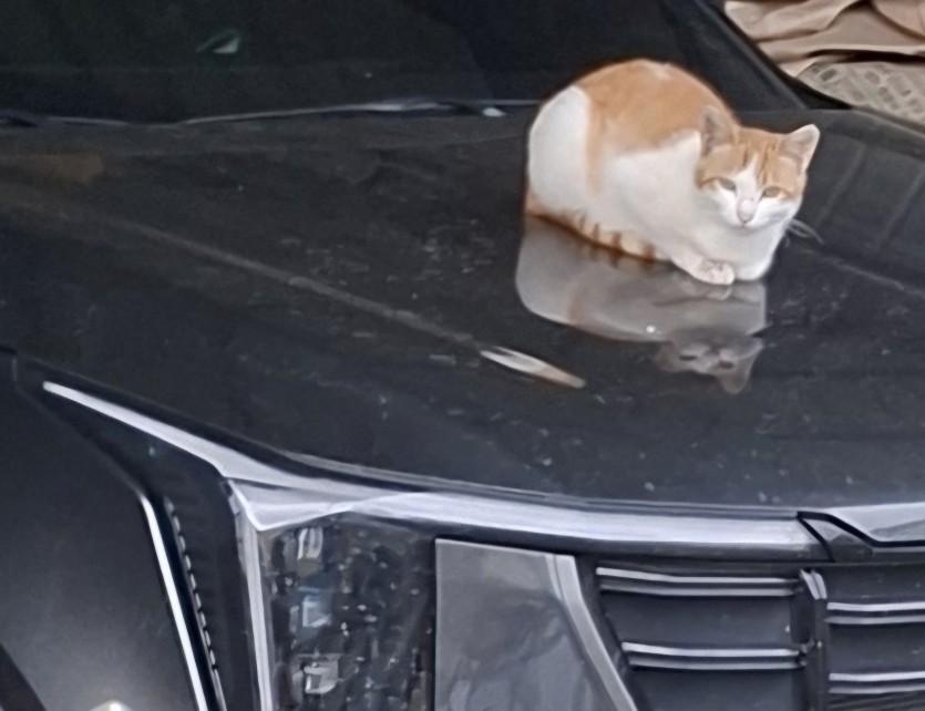 차가 왜 더러워졌나(0)