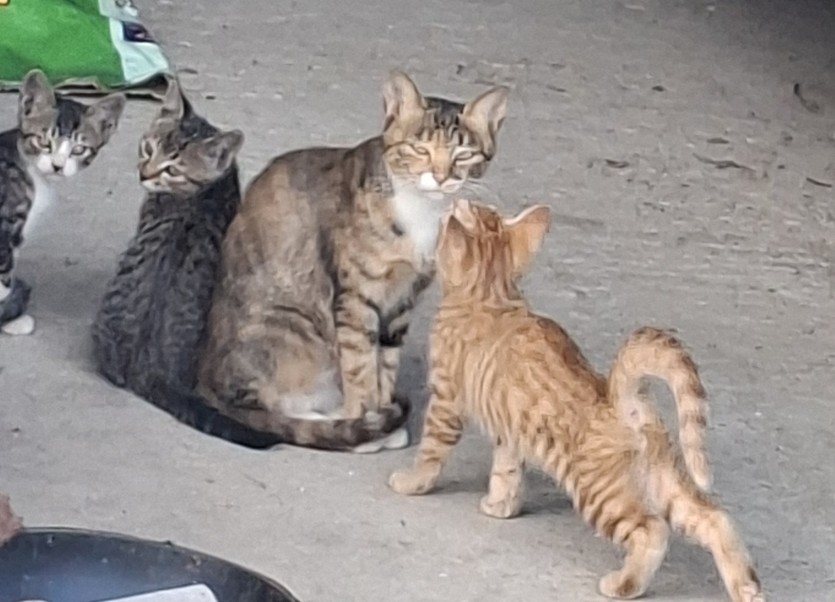 고양이 눈빛무섭네요(0)