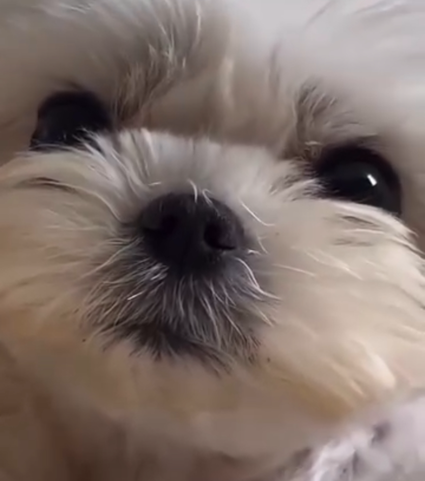 모기 징하네여(0)