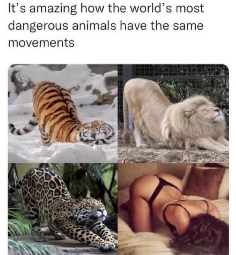위험한 동물들 특징(0)