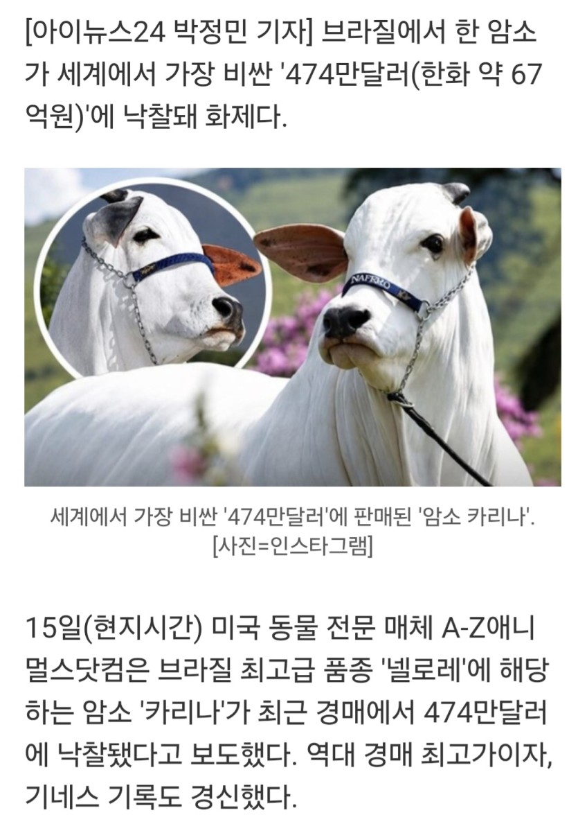 암소카리나(0)