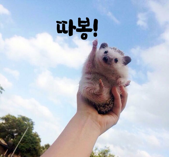 이 게시글을 보시는 온카판회원님들(0)