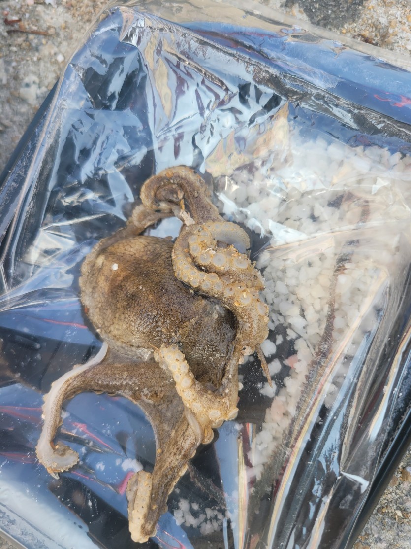쭈꾸미드기 했네요..(0)