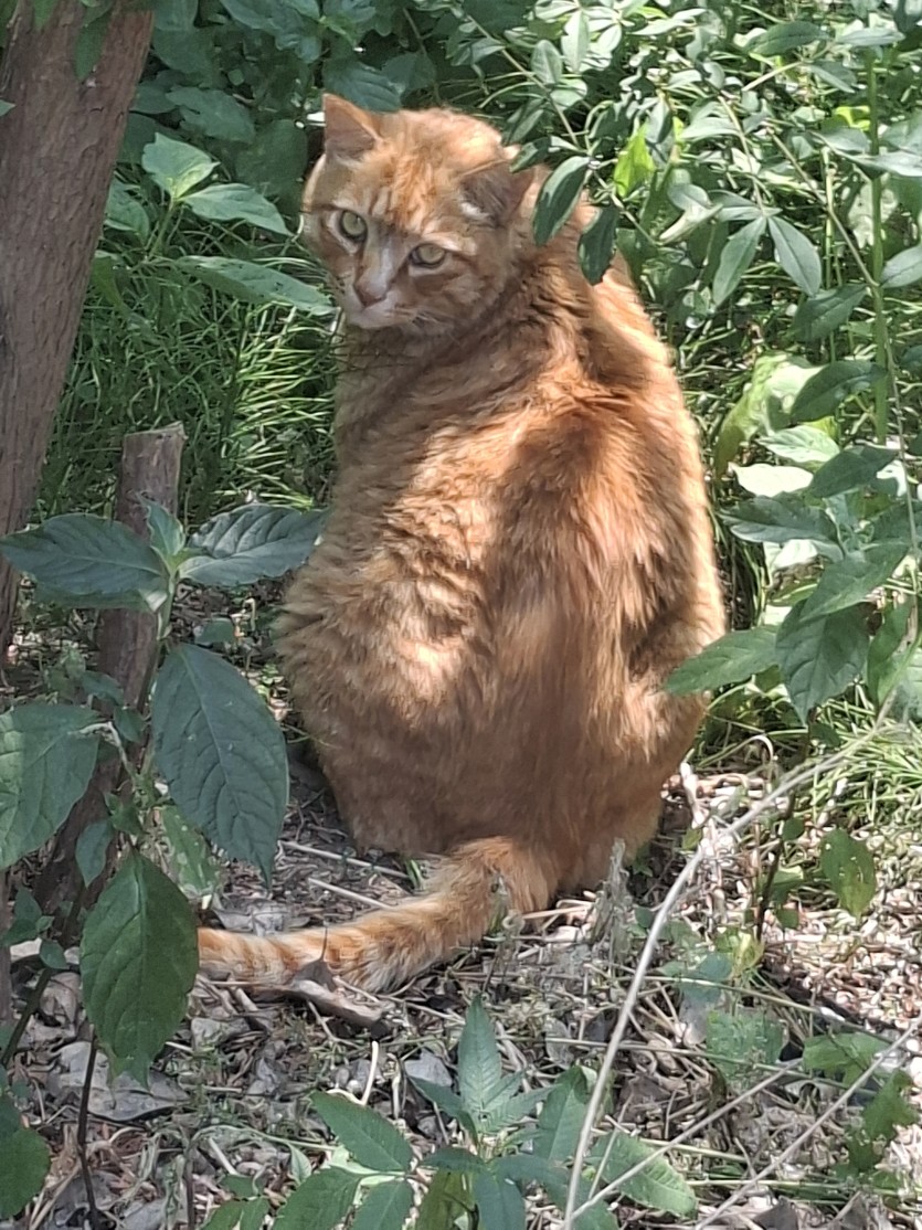 돼냥이 포스보소(0)