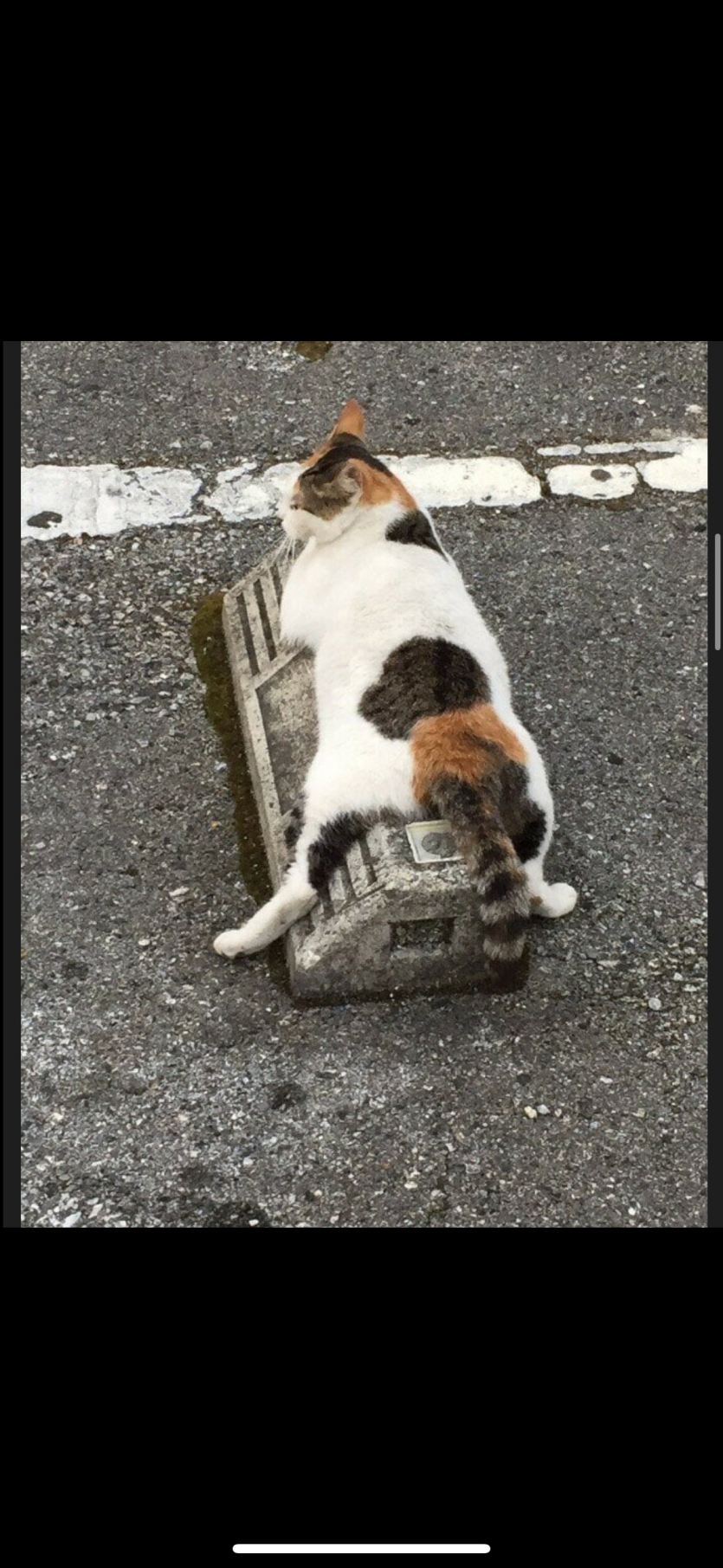 일본 고양이주차장(1)