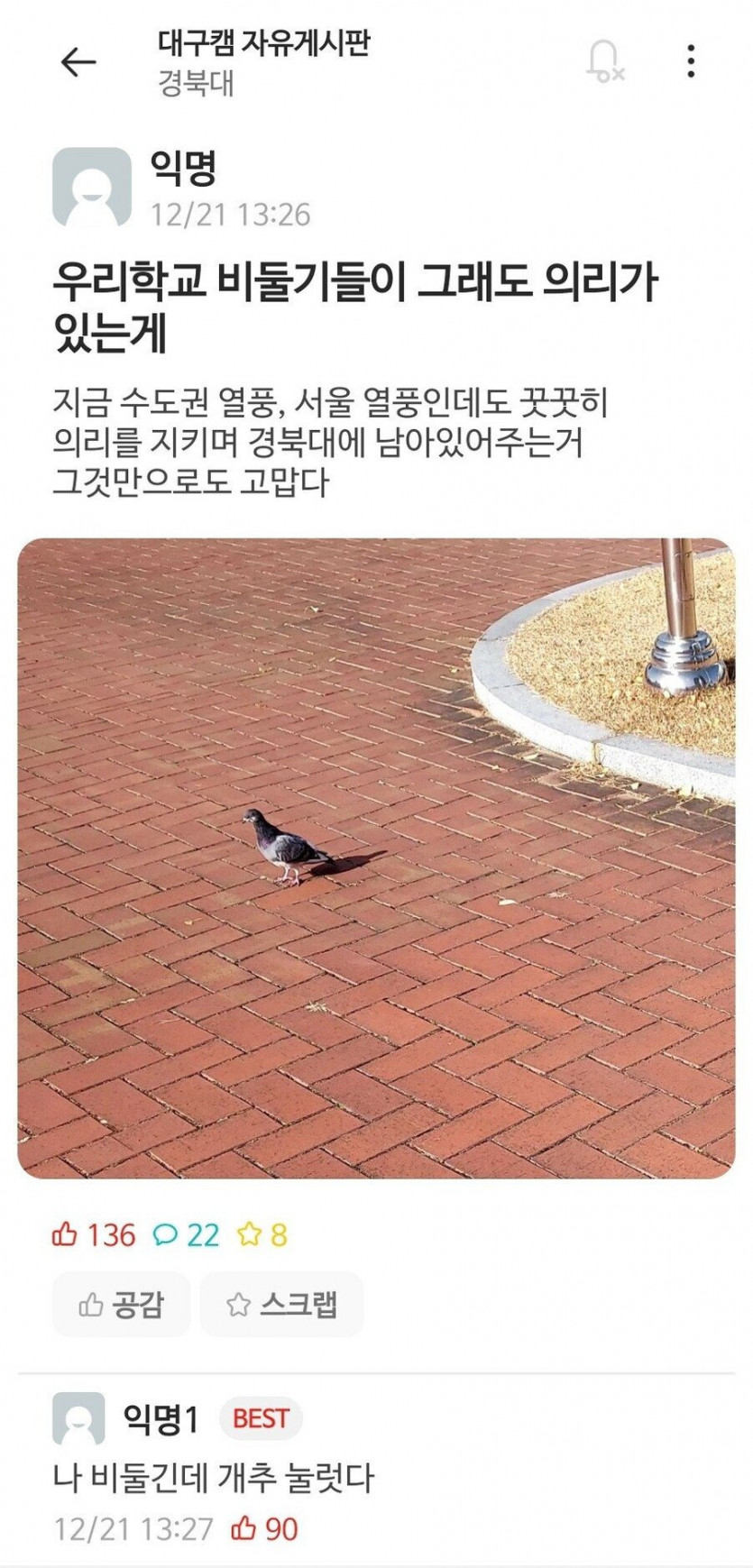 경북대 비둘기가 의리있는 이유.jpg(0)