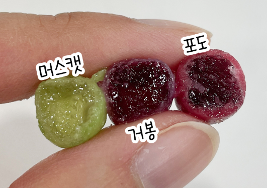 젤리먹고있는데 맛있네요(0)