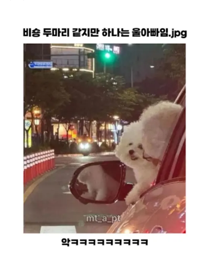 강아지 두마리가 운전을 하고 가고 있어요!!(0)