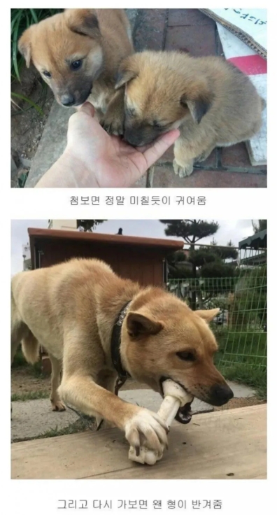시골 강아지 특징(0)