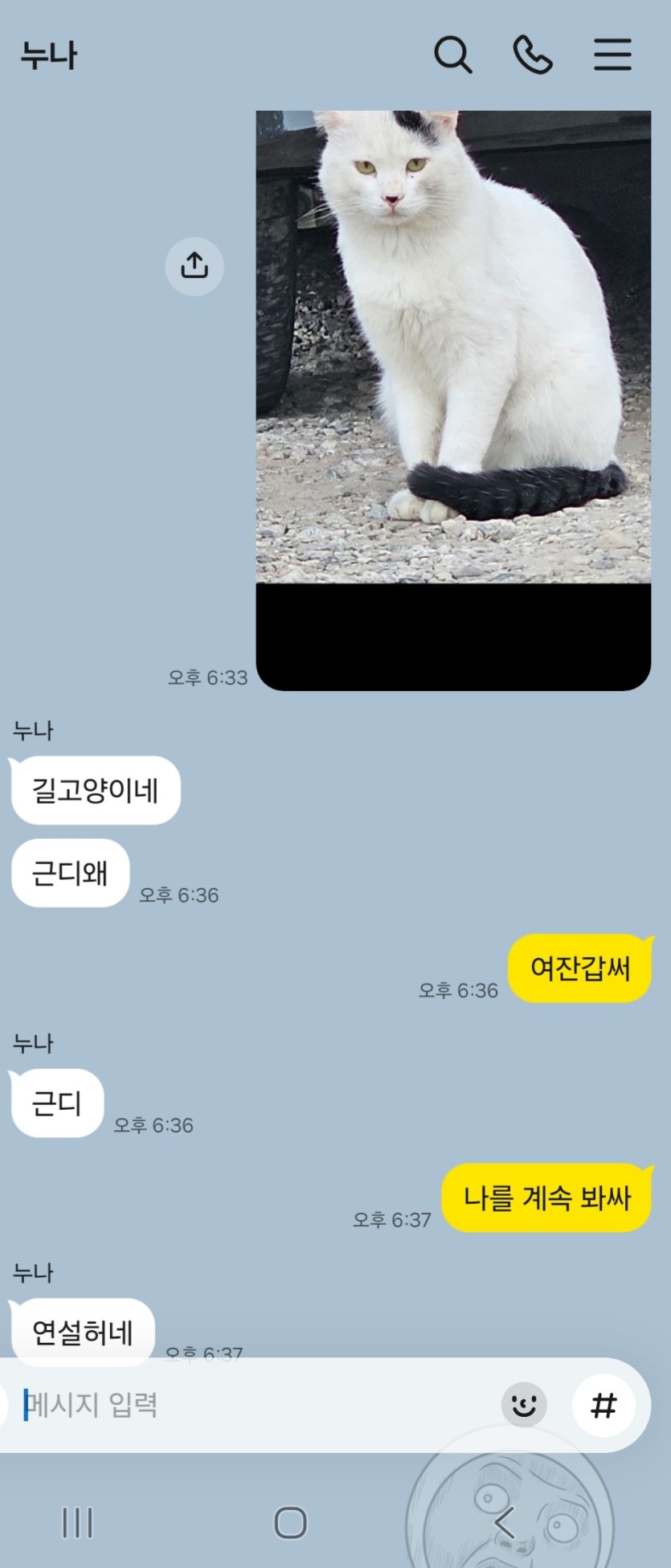 이쁘게 생긴 길고양이 보고 카톡했는데(0)
